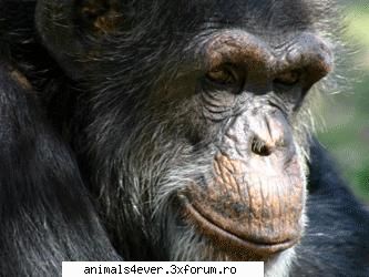 cimpanzeu cimpanzeii traiesc africa centrala vest, savana deschisa sau jungla. pot gasi apropierea Administraor - iubitor de animale si plante