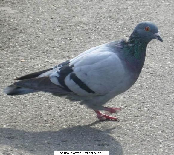 porumbel