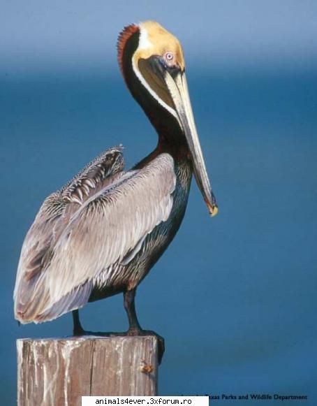 :cool: pelican