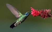 pasarea colibri