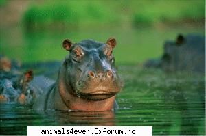 hipopotam gaseste sudul africii. este bine adaptat atat pentru viata apa, cat uscat. poate inota Administraor - iubitor de animale si plante