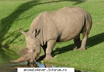 rinocer rinocerul gaseste asia africa. locuieste savane deschise sau tufisuri, dar mai ales zona Administraor - iubitor de animale si plante