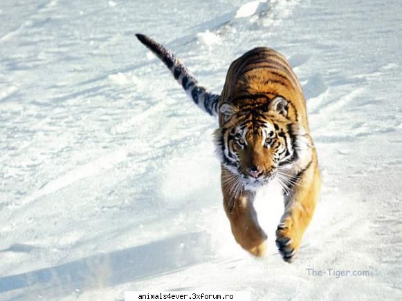 ;)  :d tigrul