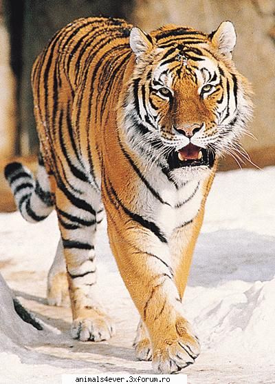 tigru... tigrul