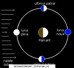fazele lunii 

in functie de pozitia lunii fata de soare, aceasta este vazuta pe pamant luminata