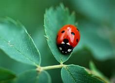 gargarita gargarita este una dintre cele mai familiare mai iubite insecte. originara din japonia, Administraor - iubitor de animale si plante
