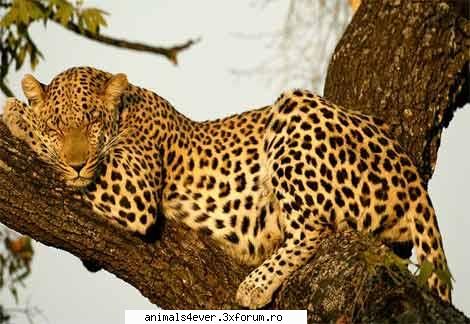 :nod: leopardul