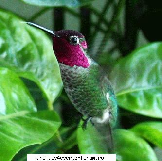 pasari pasarile sunt sange cald, care depun oua. toate sunt acoperite pene, avand aripi diferite Administraor - iubitor de animale si plante