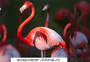 flamingo pasarea flamingo este pasare cunoscuta pentru frumusetea eleganta ei. ceea atrage privirea Administraor - iubitor de animale si plante