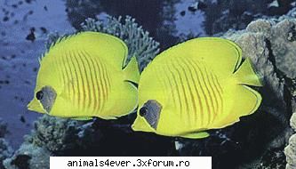 pesti pestii reprezinta clasa (conform ultimelor cea mai numeroasa animale vertebrate acvatice. Administraor - iubitor de animale si plante