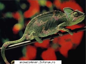 cameleonul este un animal asemanator cu soparla, ce are o lungime de 30 cm. cameleonul este un