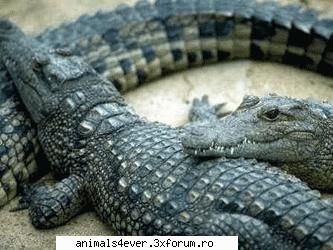 crocodilii sunt reptilele cu cea mai evoluata. ca rezultat al adaptarii la viata acvatica, ei au