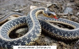 exista in jur de 3000 de specii de serpi, ce pot fi dupa corpul neobisnuit de lung si de ingust,