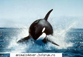 balena balena este unul dintre cele mai cunoscute mai mari animale. aceasta este mamifer face parte Administraor - iubitor de animale si plante
