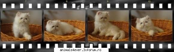 AMV-uri - I_Love_Animals - Funny videos animals (AMV-uri)