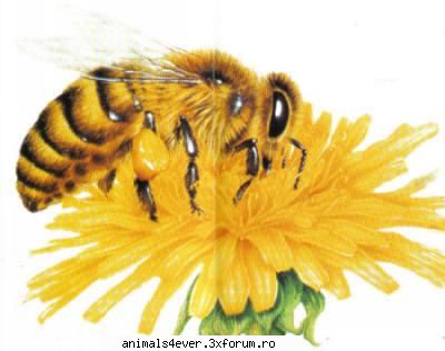 Albina - raluca_i_love_animals - Insecte