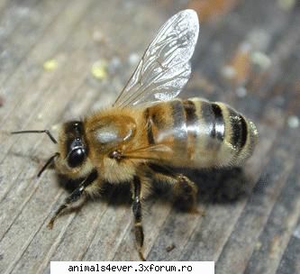 Albina - Dintre toate insectele, albinele sunt printre - Insecte