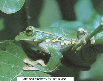Amfibienii - Clasa Amphibia (Amfibienii), cunoscuta popular ca - Amfibieni