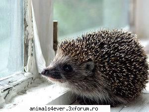 Arici - raluca_i_love_animals - Mamifere