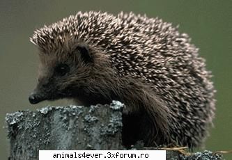 Arici - Ariciul este un animal cu un corp rotund si - Mamifere