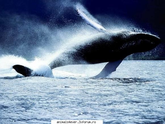Balena - raluca_i_love_animals - Mamifere
