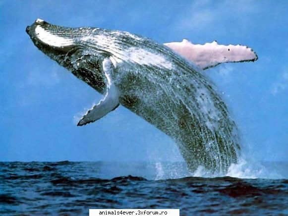 Balena - raluca_i_love_animals - Mamifere