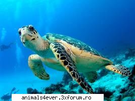 Broasca testoasa - Broasca testoasa este o reptila renumita atat - Reptile