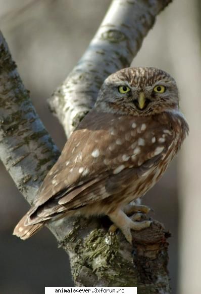 Bufnita - raluca_i_love_animals - Pasari