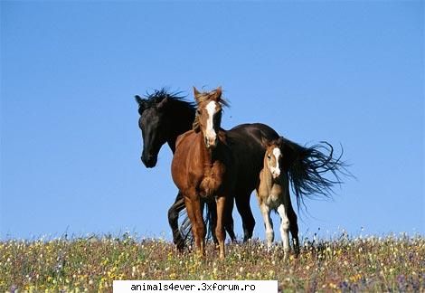 Cal - Tigrul - Animale domestice