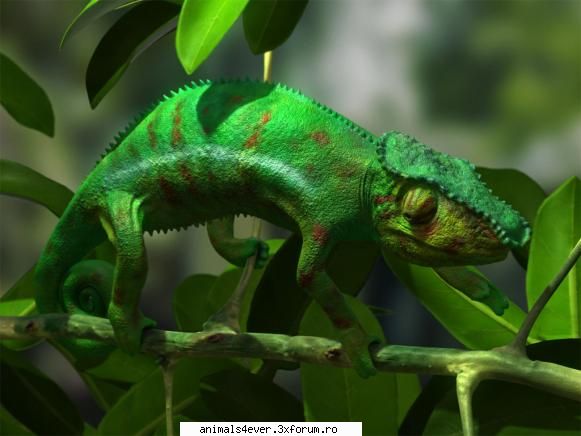 Cameleon - raluca_i_love_animals - Reptile
