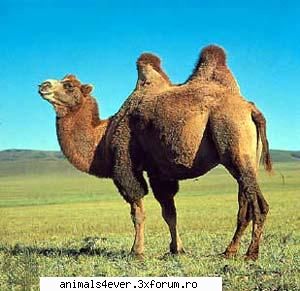 Camila - raluca_i_love_animals - Mamifere