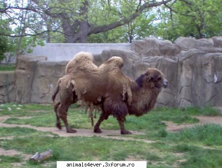 Camila - raluca_i_love_animals - Mamifere