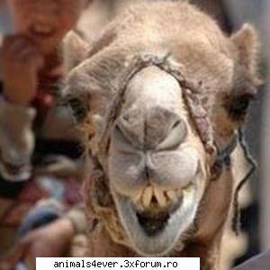 Camila - raluca_i_love_animals - Mamifere