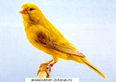 Canar - raluca_i_love_animals - Pasari