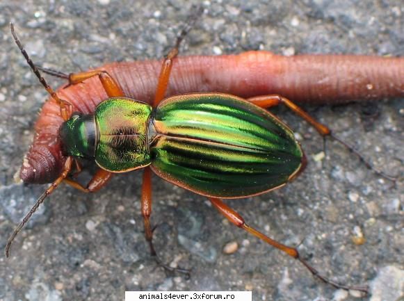 Carabus - raluca_i_love_animals - Insecte