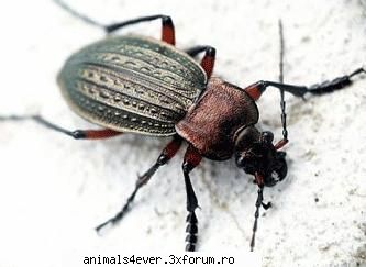 Carabus - Carabusul este o insecta raspandita in toata - Insecte