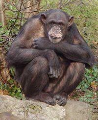 Cimpanzeu - raluca_i_love_animals - Mamifere
