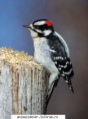 Ciocanitoare - raluca_i_love_animals - Pasari