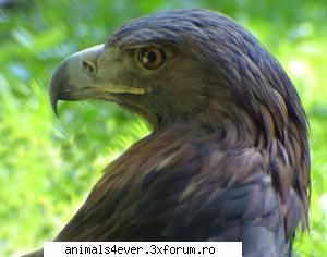 Corb - raluca_i_love_animals - Pasari