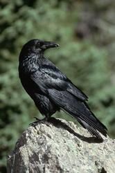 Corb - Corbul (Corvus corax) este cea mai raspandita - Pasari