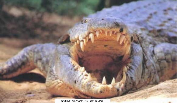 Crocodil - raluca_i_love_animals - Reptile