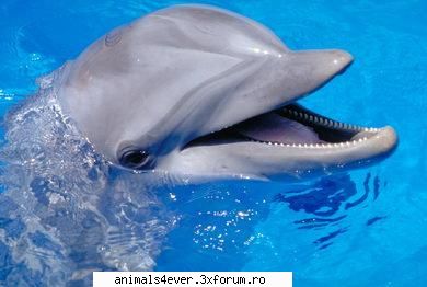 Delfin - raluca_i_love_animals - Mamifere
