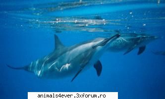 Delfin - Delfinii se gasesc cu precadere in oceanul - Mamifere