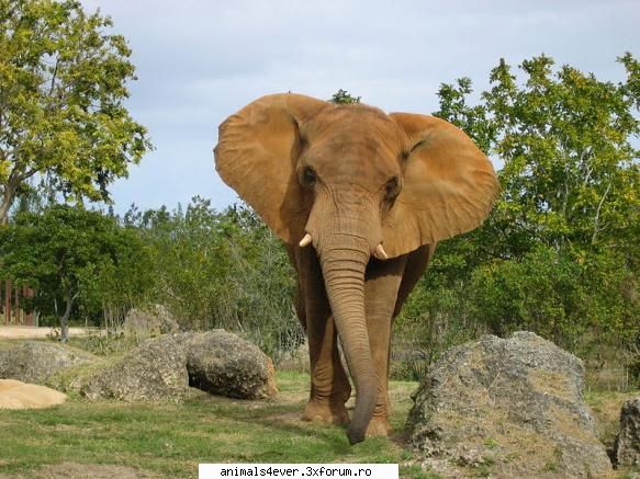 Elefant - raluca_i_love_animals - Mamifere