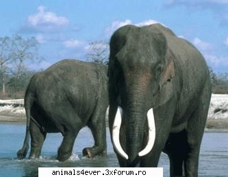Elefant - Elefantii sunt considerati a fi cele mai mari - Mamifere