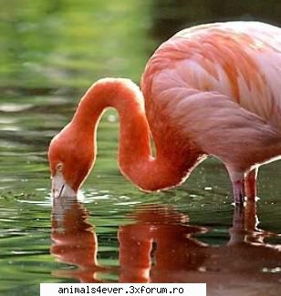 Flamingo - raluca_i_love_animals - Pasari