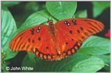 Fluture - raluca_i_love_animals - Insecte