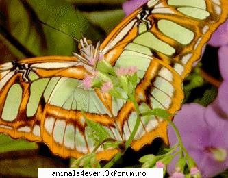 Fluture - Lepidopterele, nume generic dat speciilor de - Insecte