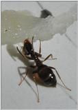Furnica - raluca_i_love_animals - Insecte
