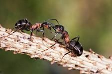 furnica este o insecta mica ce traieste pe pamant de peste 100 de miliaone de ani si este specia